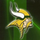 White Oak High School logo